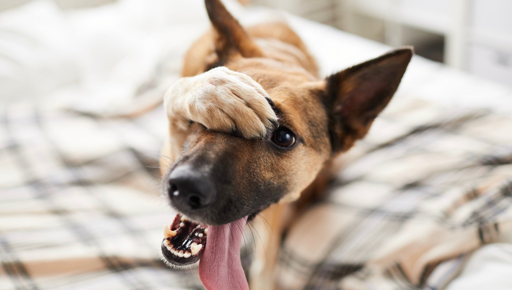 Dog covering face, reacting to human emotions