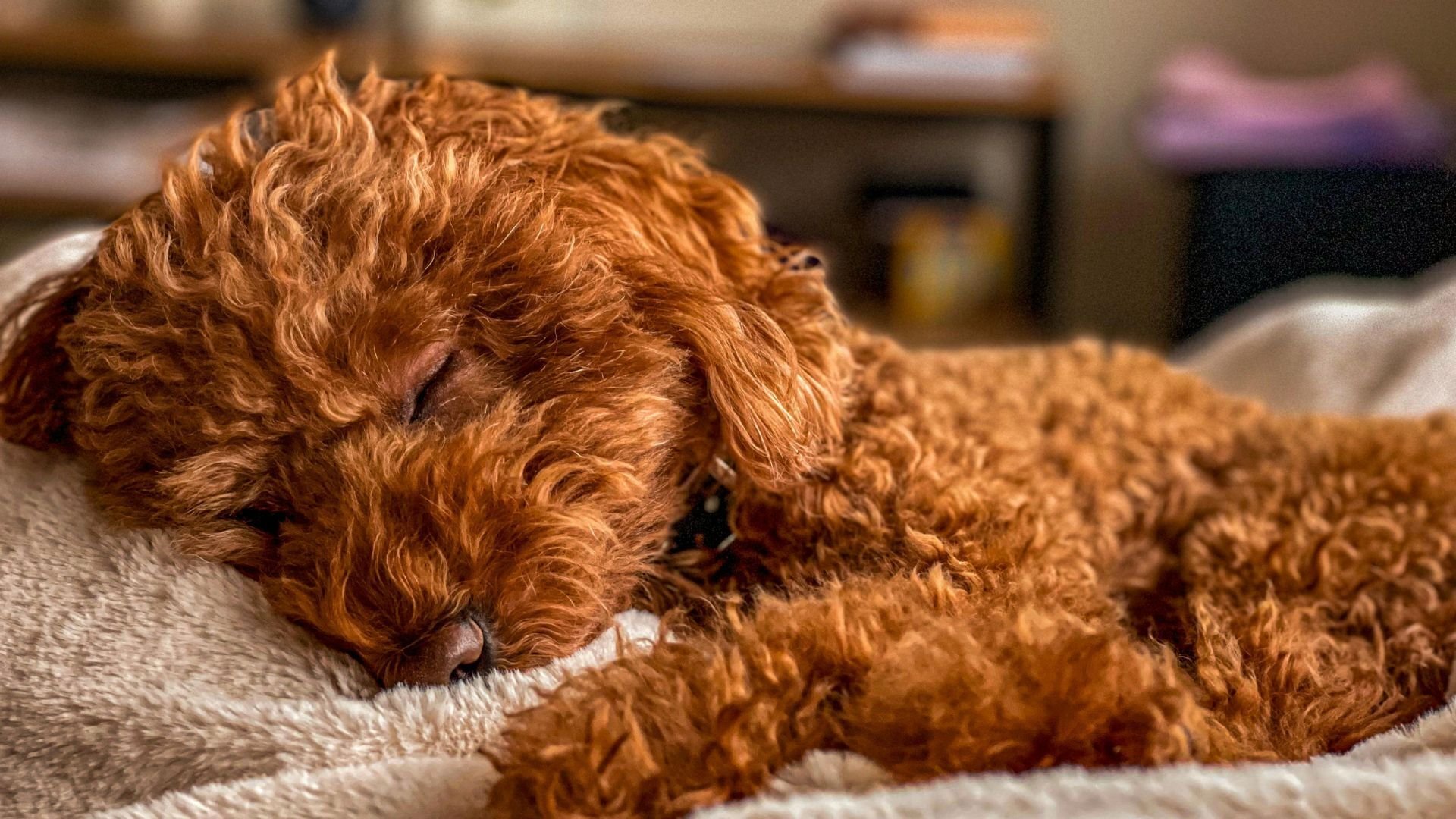 Mini Golden Doodle sleeping peacefully in sunlight — a symbol of unapologetic rest.