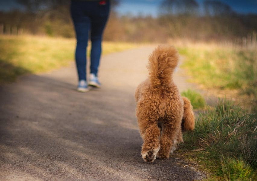 daily evening walk with a dog to support nighttime calm and ease anxiety